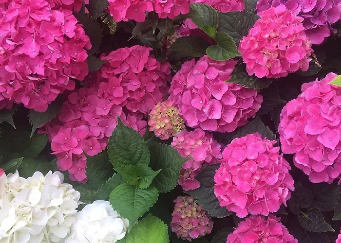 Prunali Lägenhetshotell Massarosa